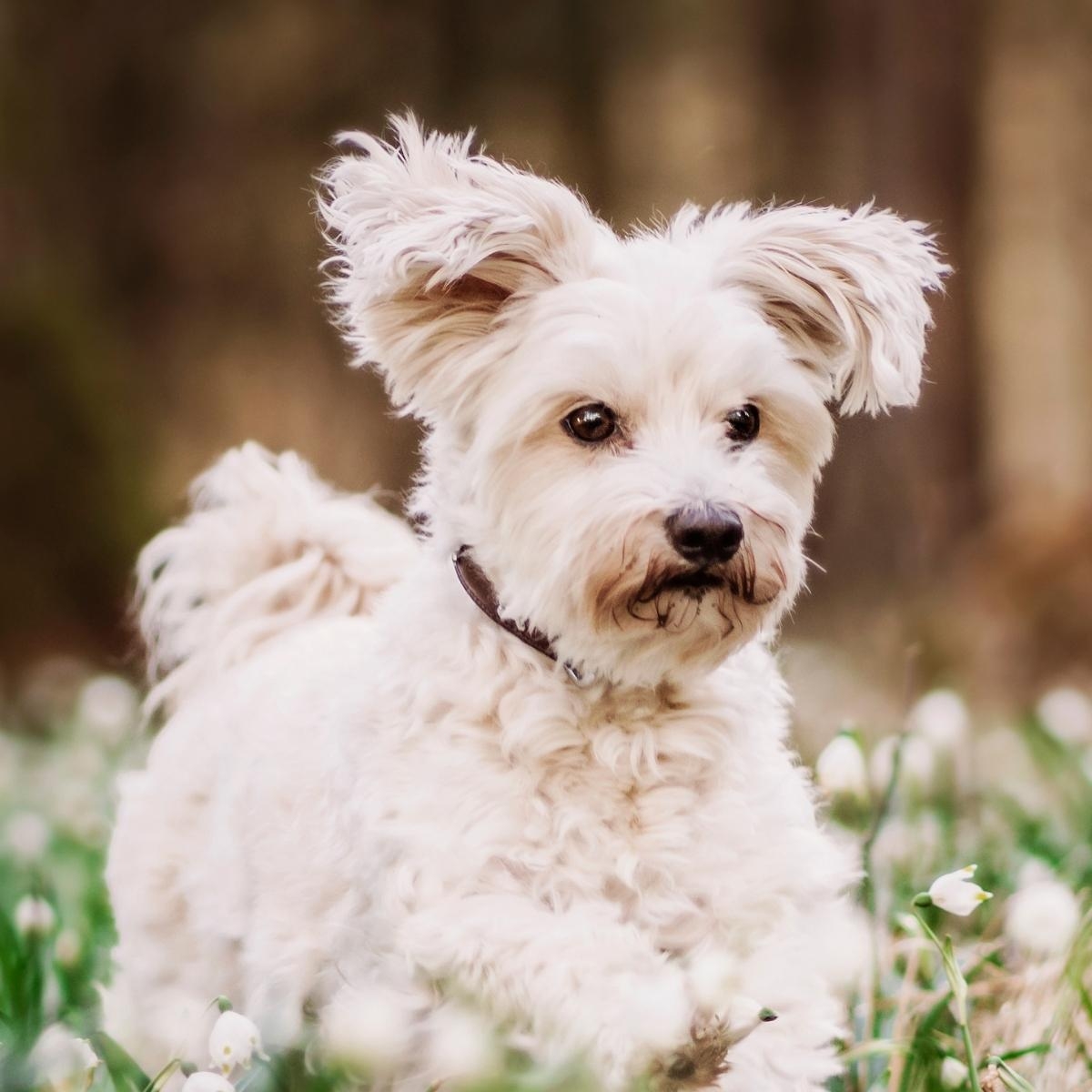 What To Know About Being A Foster Pet Parent