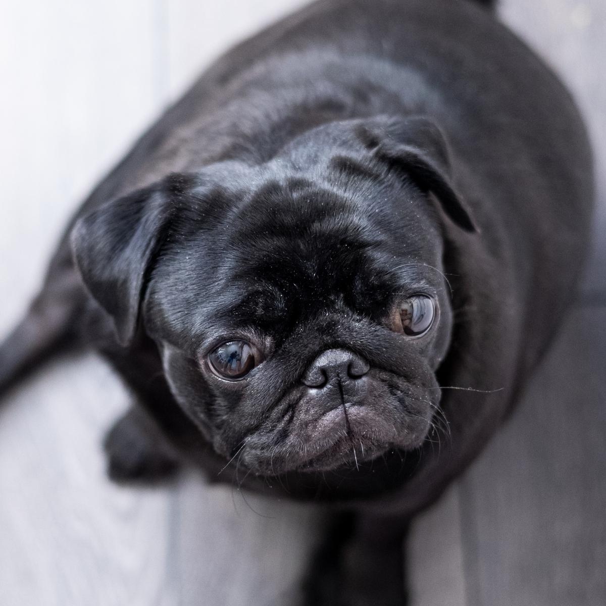 A Guide to Homemade Dog Diets