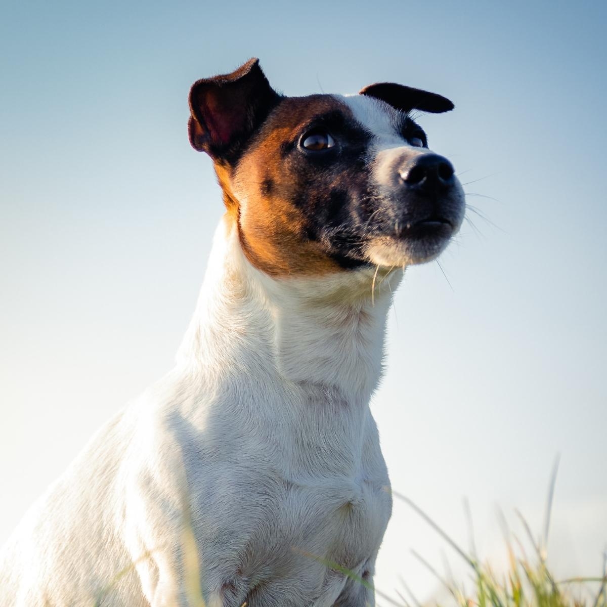 Top Dog Toys for Mental Stimulation: From Classic Puzzles to Advanced Tech Solutions 
