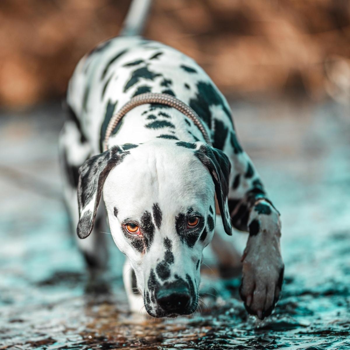 A Veterinary Oncologist Answers All Your Pet Cancer Questions