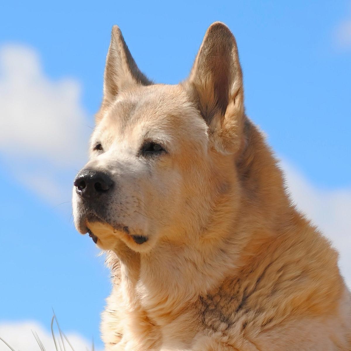 Helping Dogs Overcome Thunderstorm Anxiety
