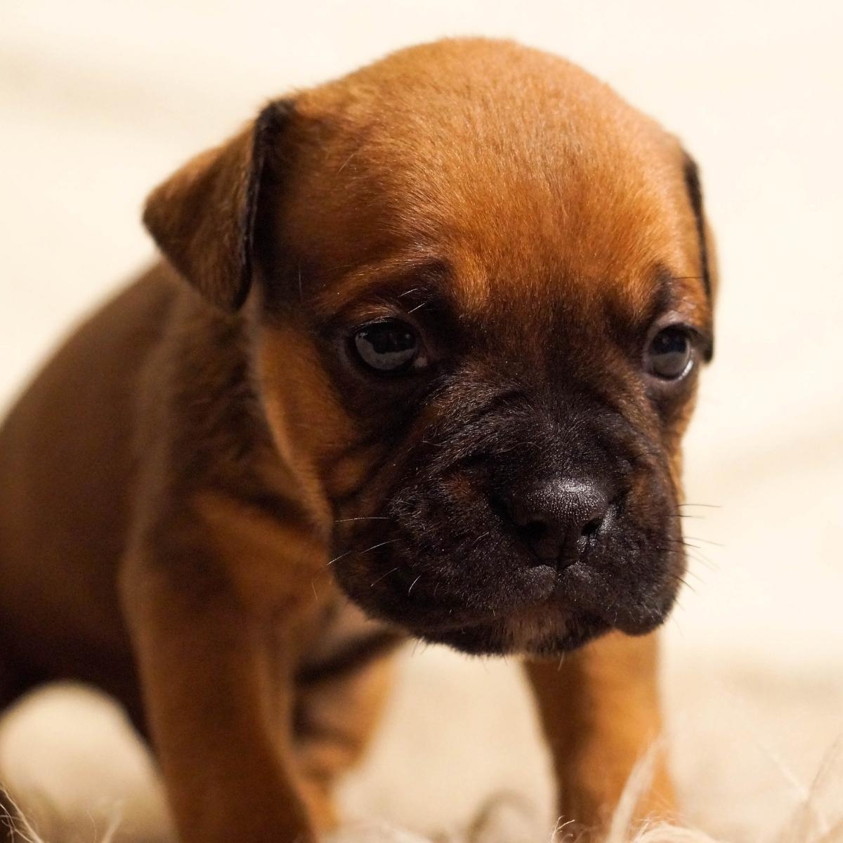 Puppy Nutrition 101: Nourishing Your Furry Friend's Growth