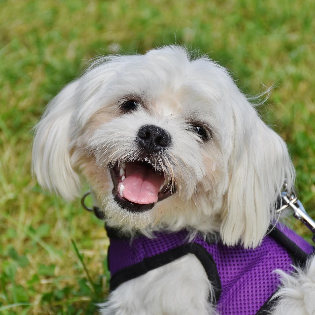 The Top 10 Apps Every Dog Owner Needs on Their Phone in 2024