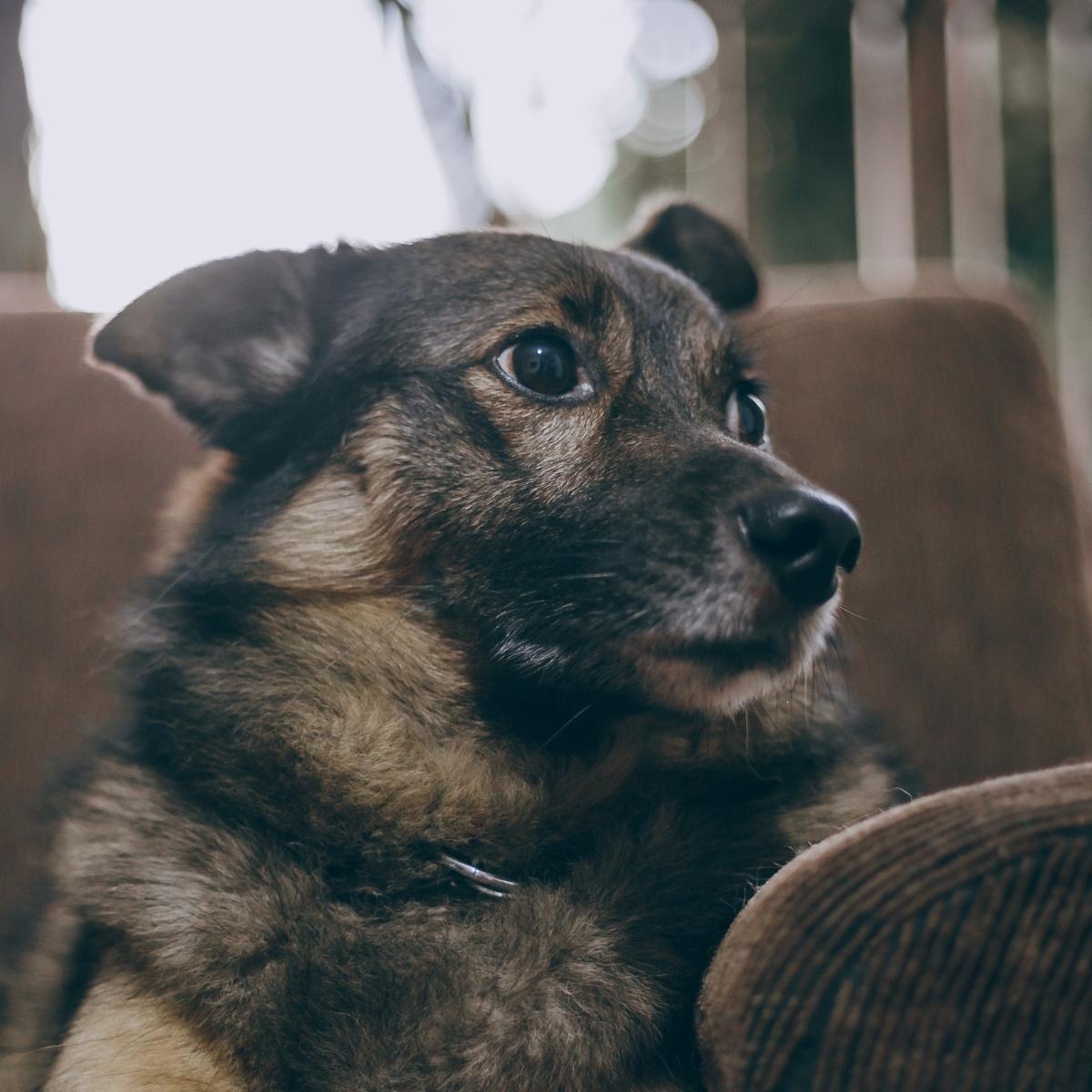 Tuning In: How Your Dog's Ears Speak Volumes