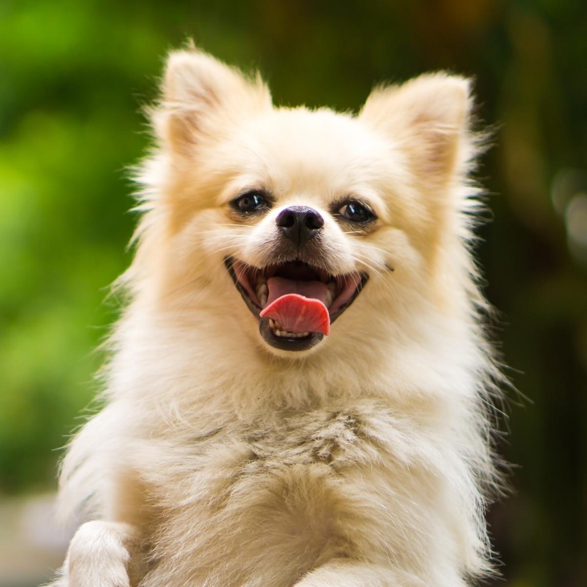 Unlocking the Secrets of Dog Food Labels
