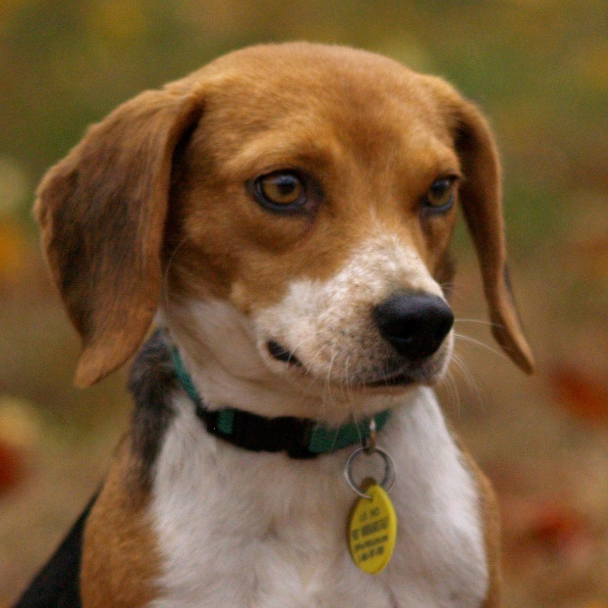 Match-Making Mutts: Finding Your Perfect Pooch