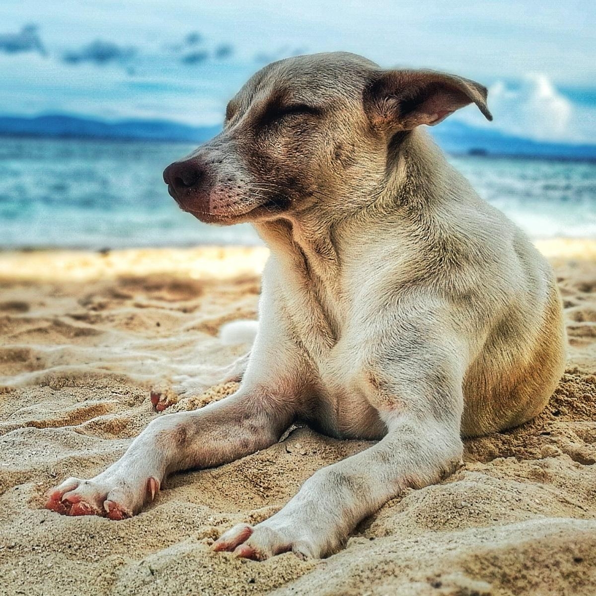Skyward Hounds: Jet-Setting with your Pup