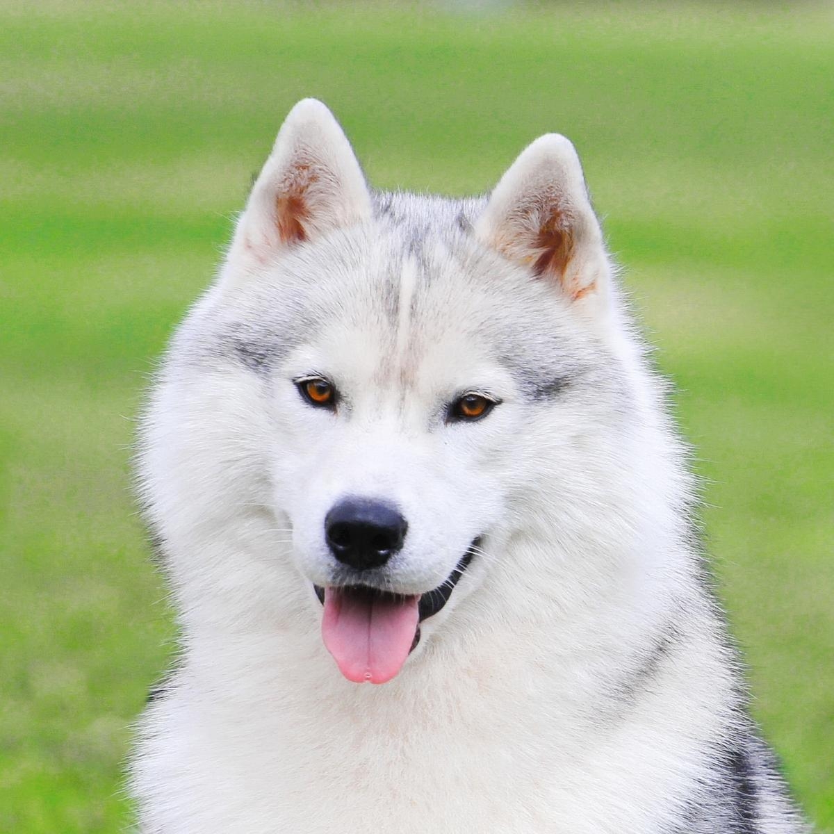 Understanding Pet Anxiety: Causes and Solutions