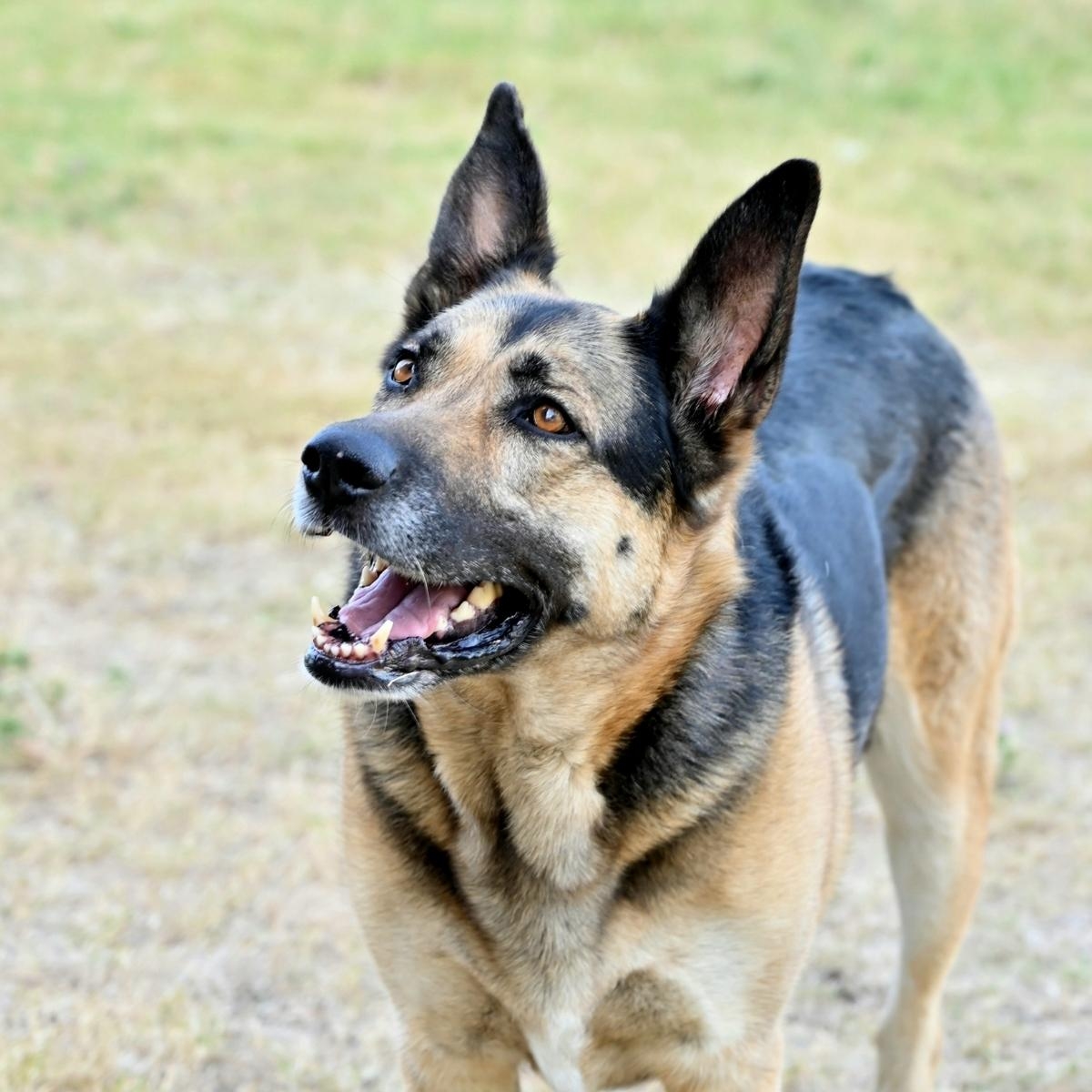 Unlock the Secrets to Easy Puppy House-Training: