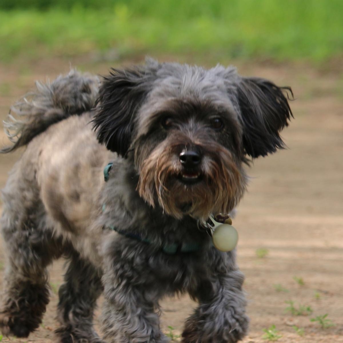 Crunchy Delight: The Wholesome Benefits of Carrots for Dogs