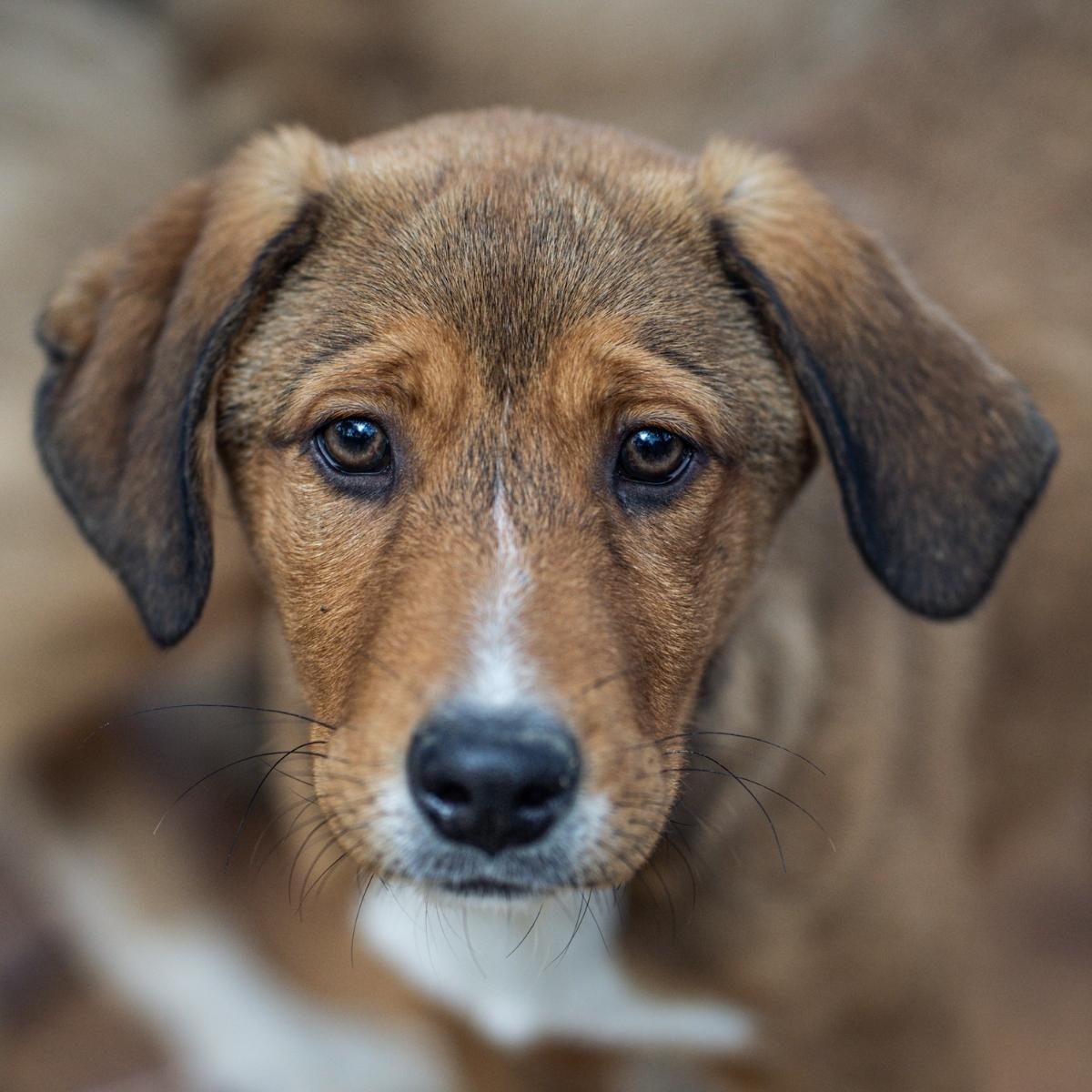 How much to feed your puppy