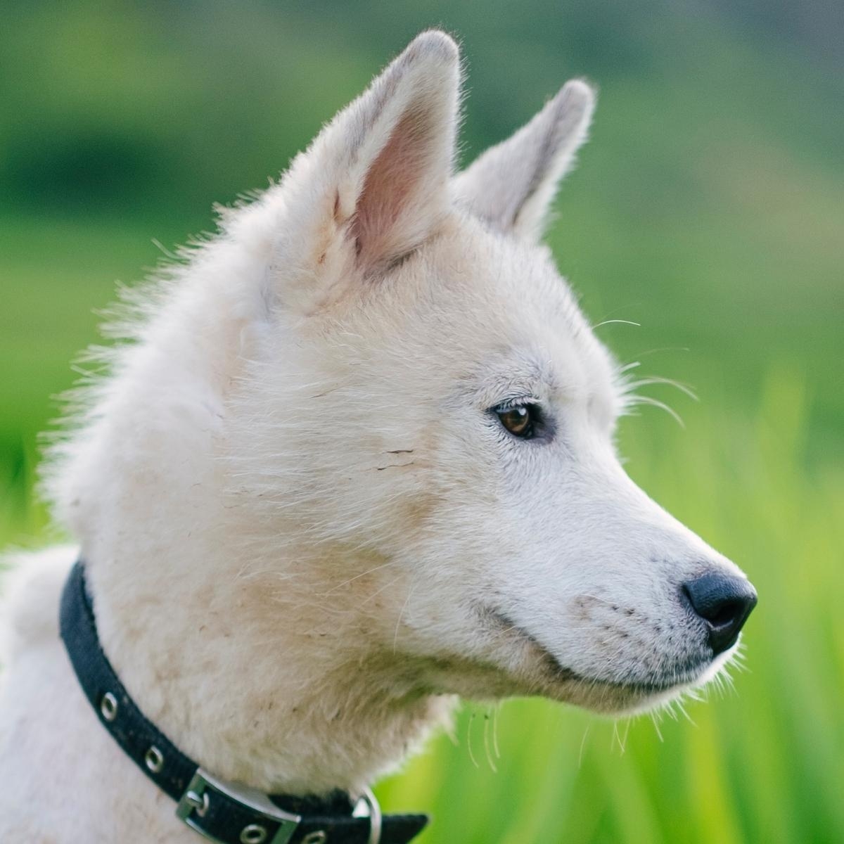 The 4 Best DNA Tests For Dogs Of 2022