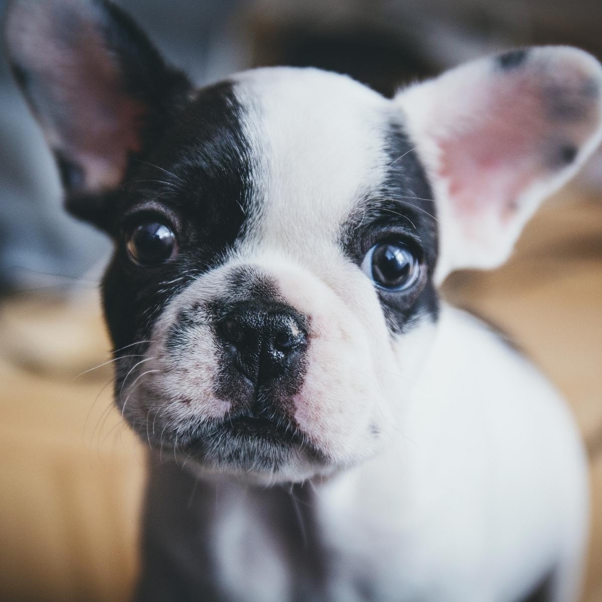 Easing Separation Anxiety in Dogs: Effective Strategies for a Calmer Pet