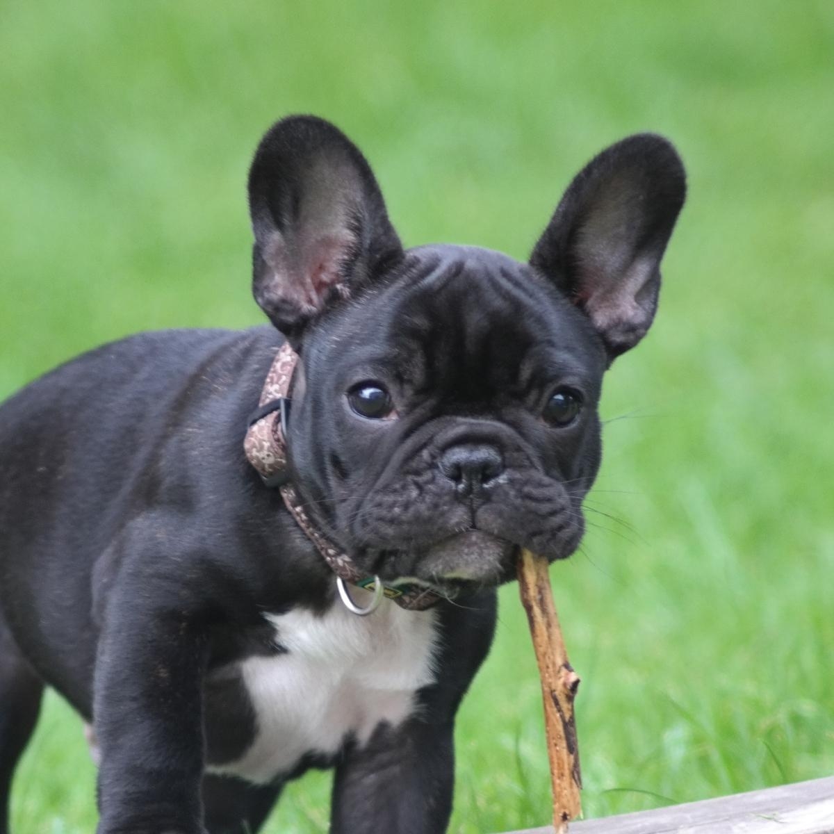 How Common is Cancer in Dogs