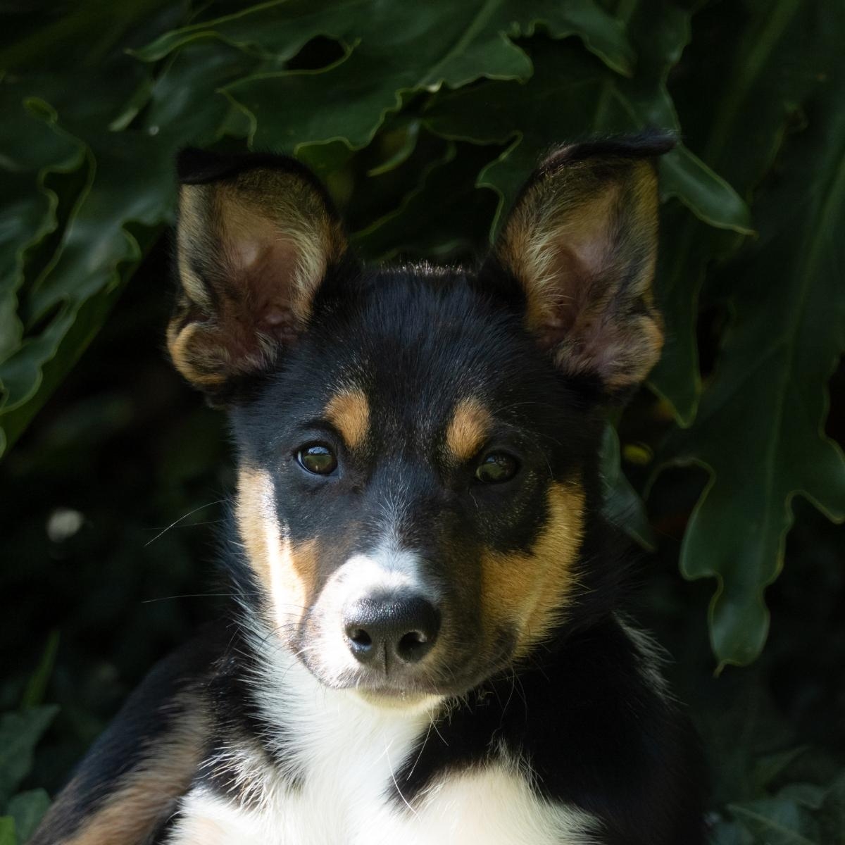 Training Your Dog: A Journey of Mutual Understanding and Growth