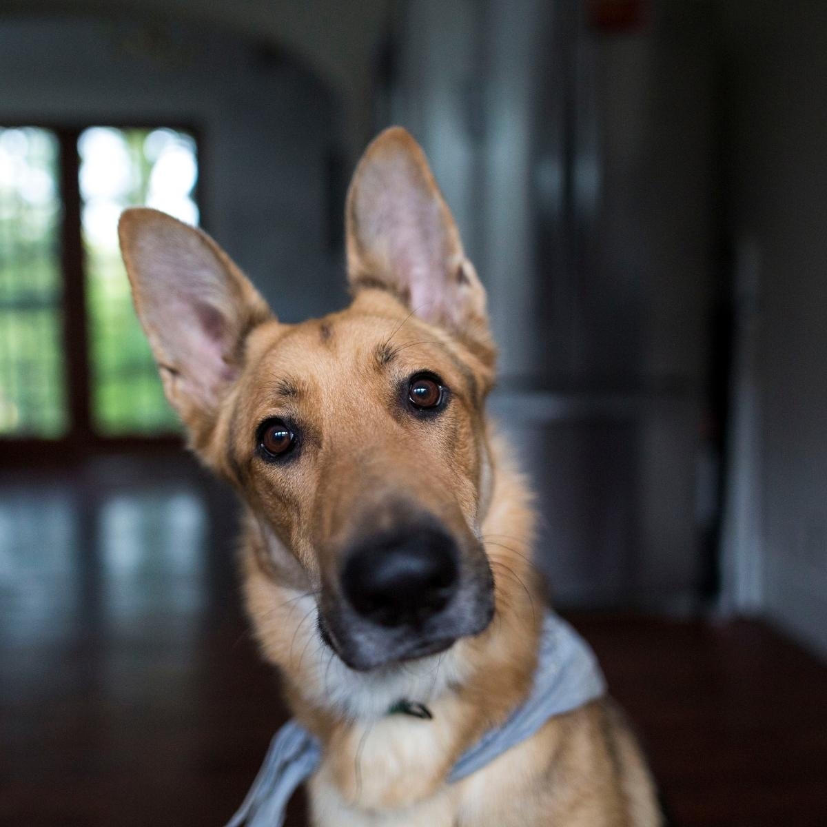 Can dogs eat yellow squash?