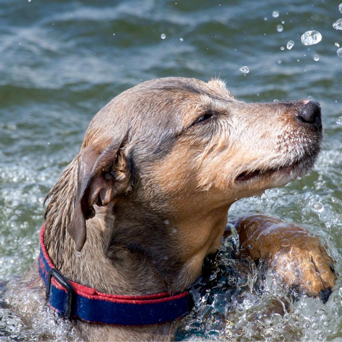 Tragic Dog Face / Hypothyroidism: What Causes It, And How to Know if Your Dog Has It