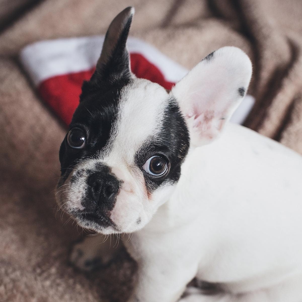 Indoor Delights: Engaging Activities to Keep Your Dog Entertained Inside