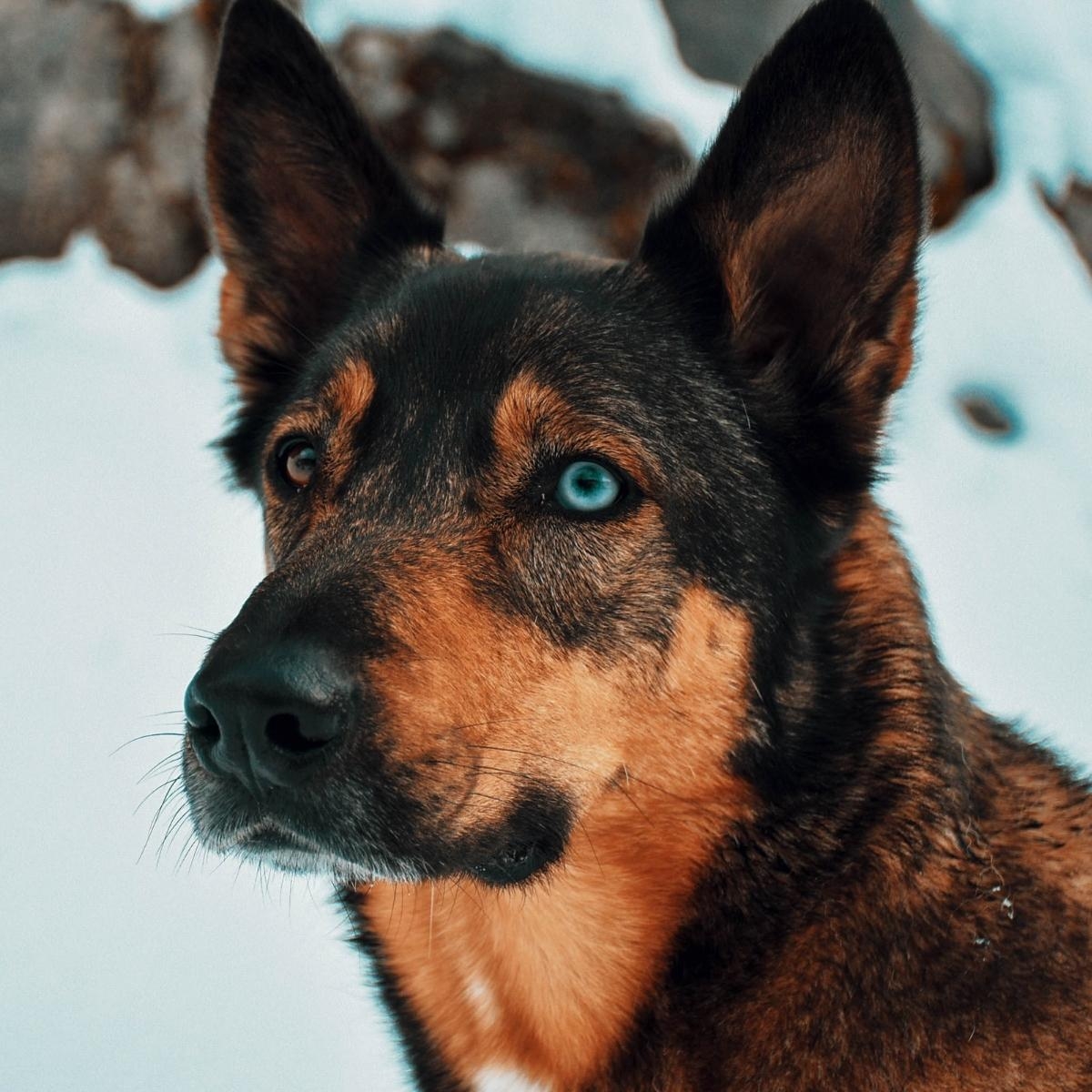 Training Your Dog: A Journey of Mutual Understanding and Growth