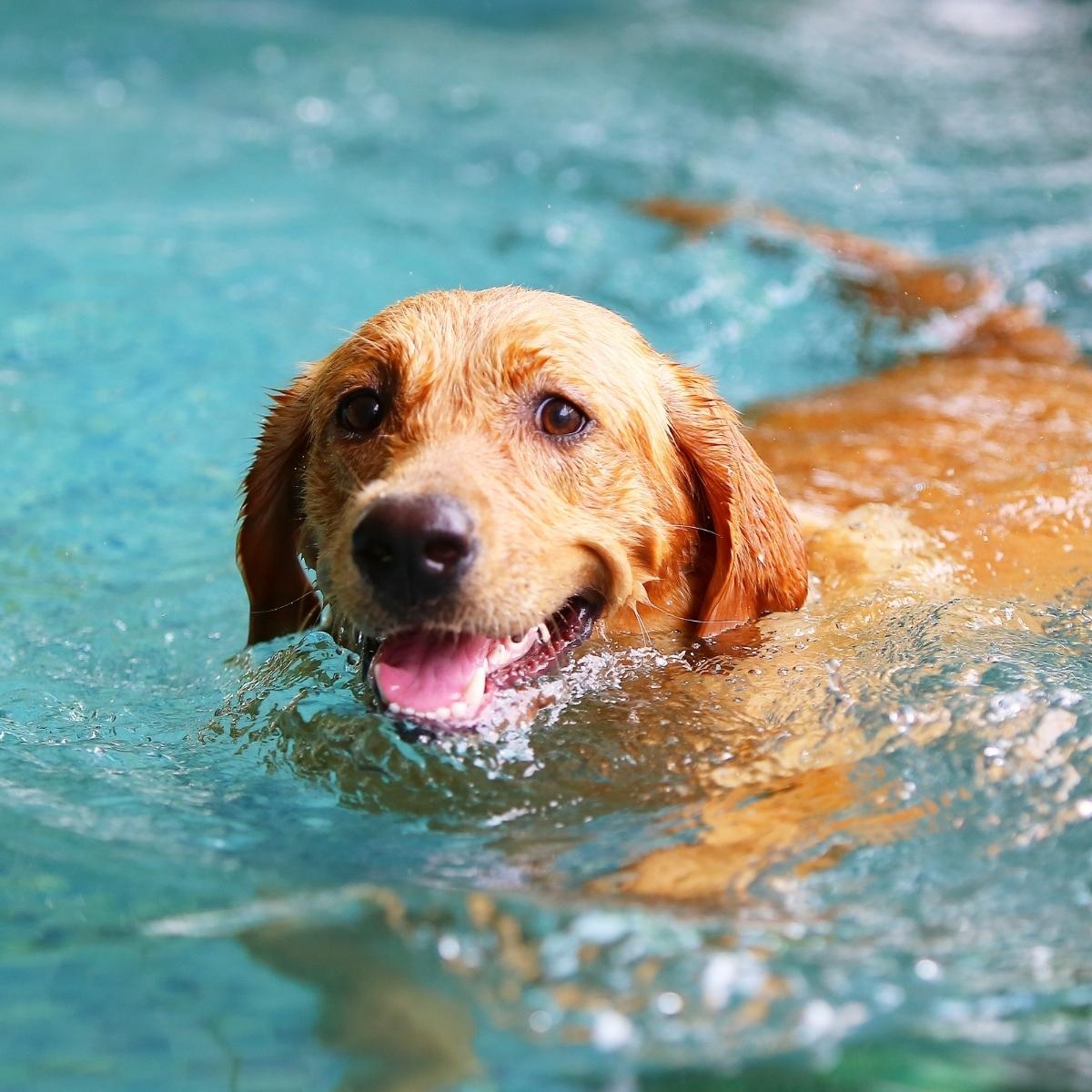 Why Is My Dog Throwing Up? Reasons Your Dog Is Vomiting & How to Help