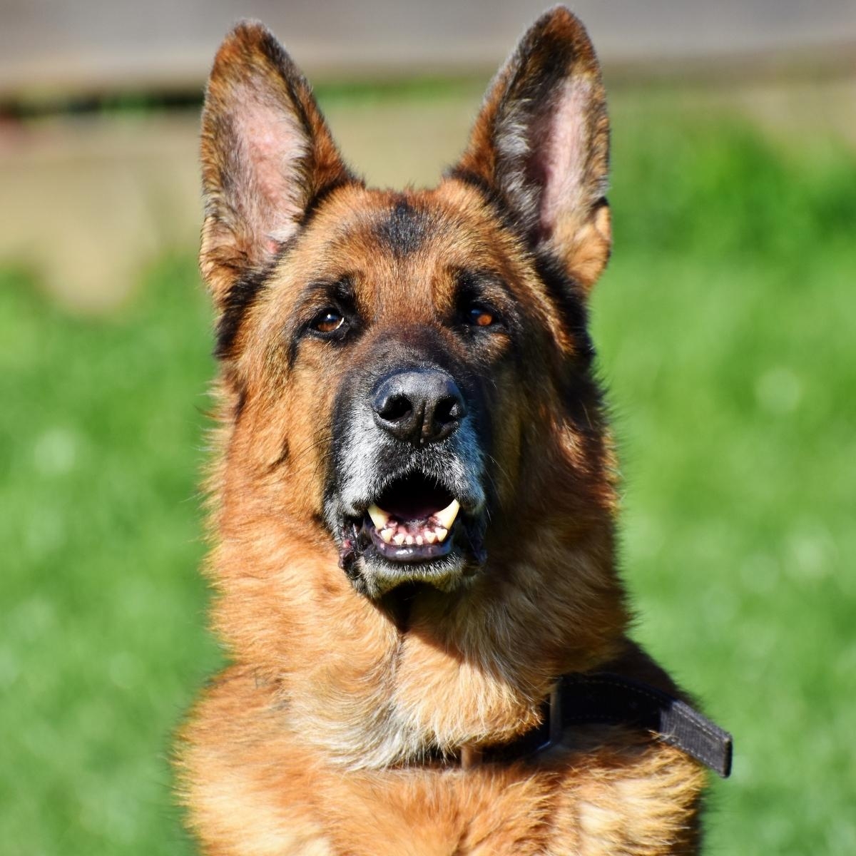 Crunchy Delight: The Wholesome Benefits of Carrots for Dogs