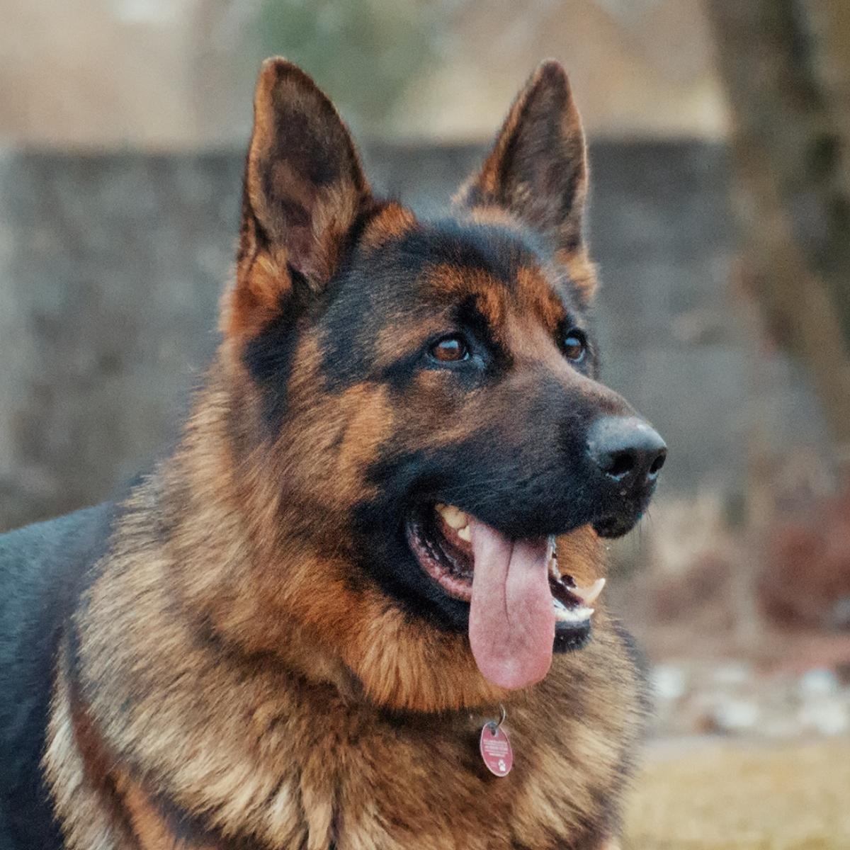 Understanding and Preventing Indoor Urination in Dogs