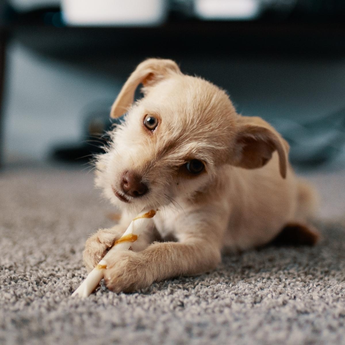 Helping Dogs Cope with Loss and Grief