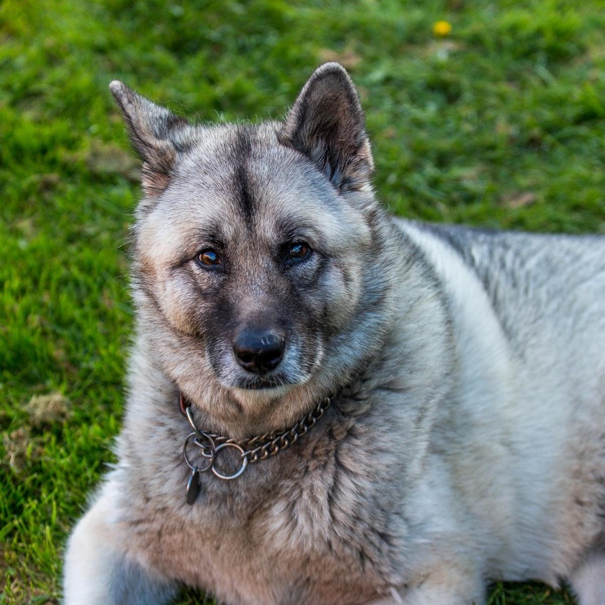 Unraveling the Mystery of Why Dogs Growl and How to Respond