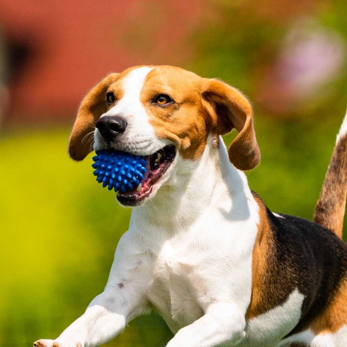 Fashion Meets Function in These 6 Animal Garments