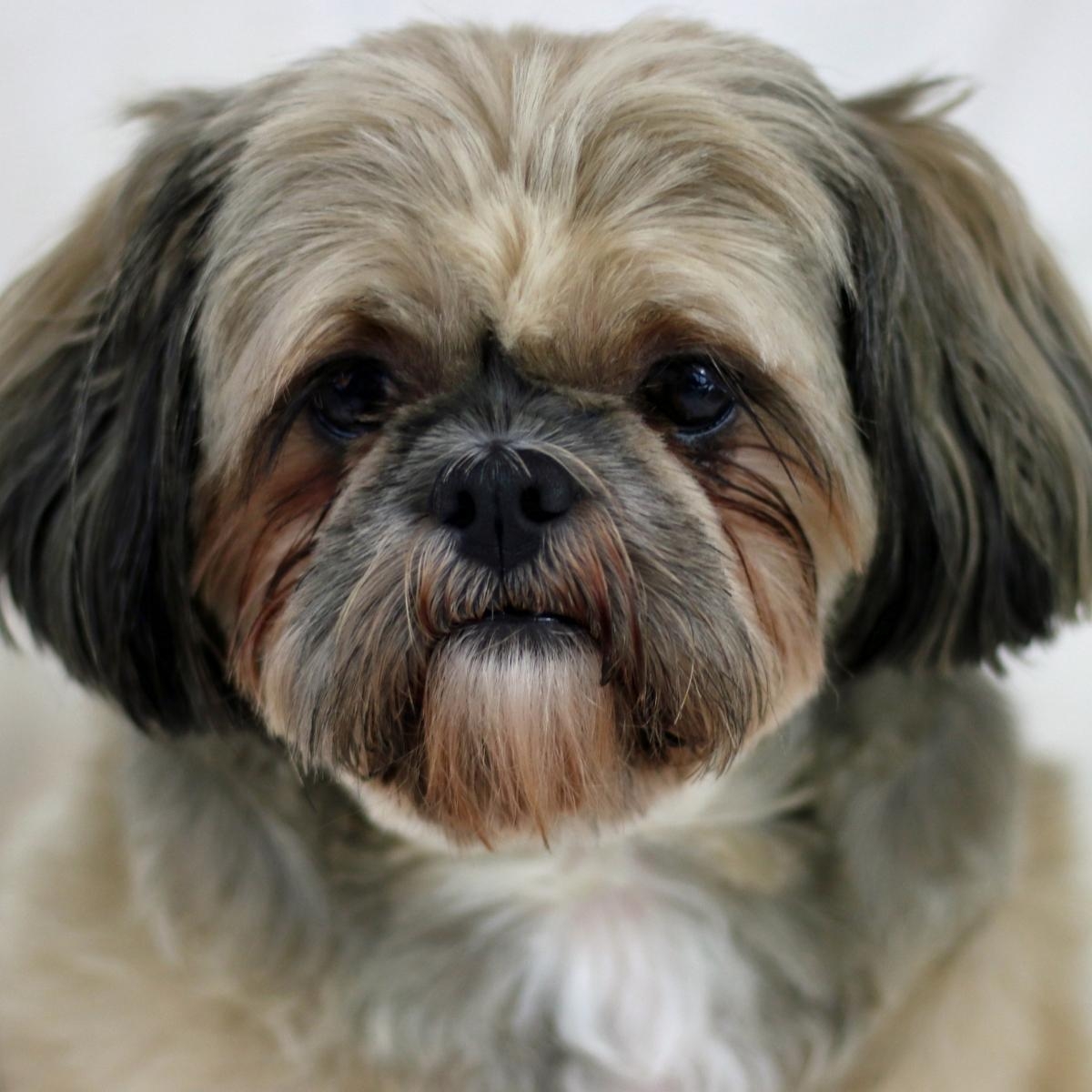 Addressing Dog Compulsive Behavior: Causes and Solutions