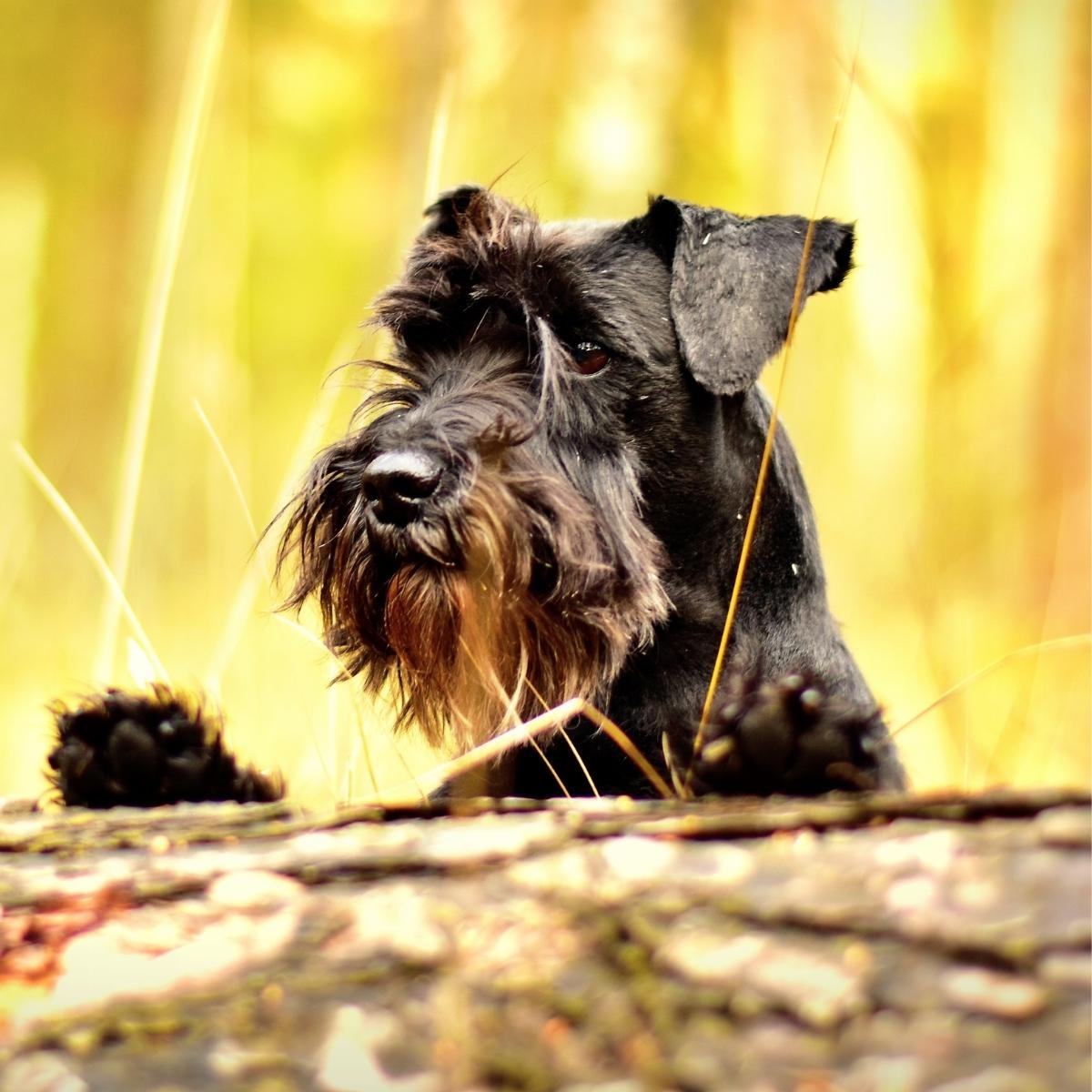 Managing Age-Related Anxiety in Senior Dogs