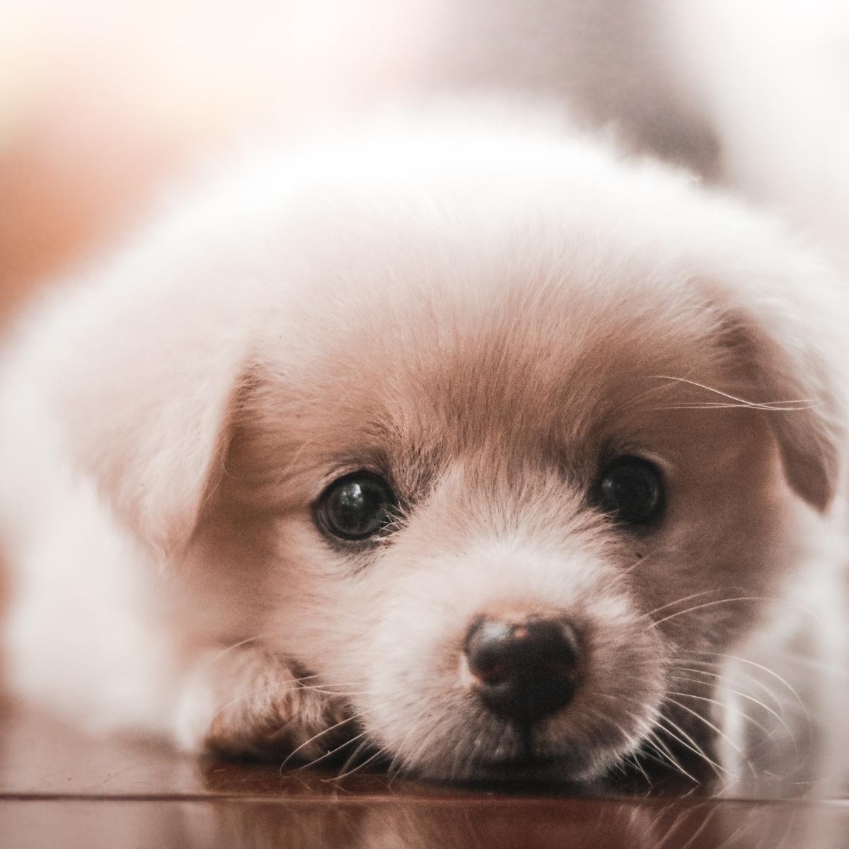 Understanding Canine Melanoma