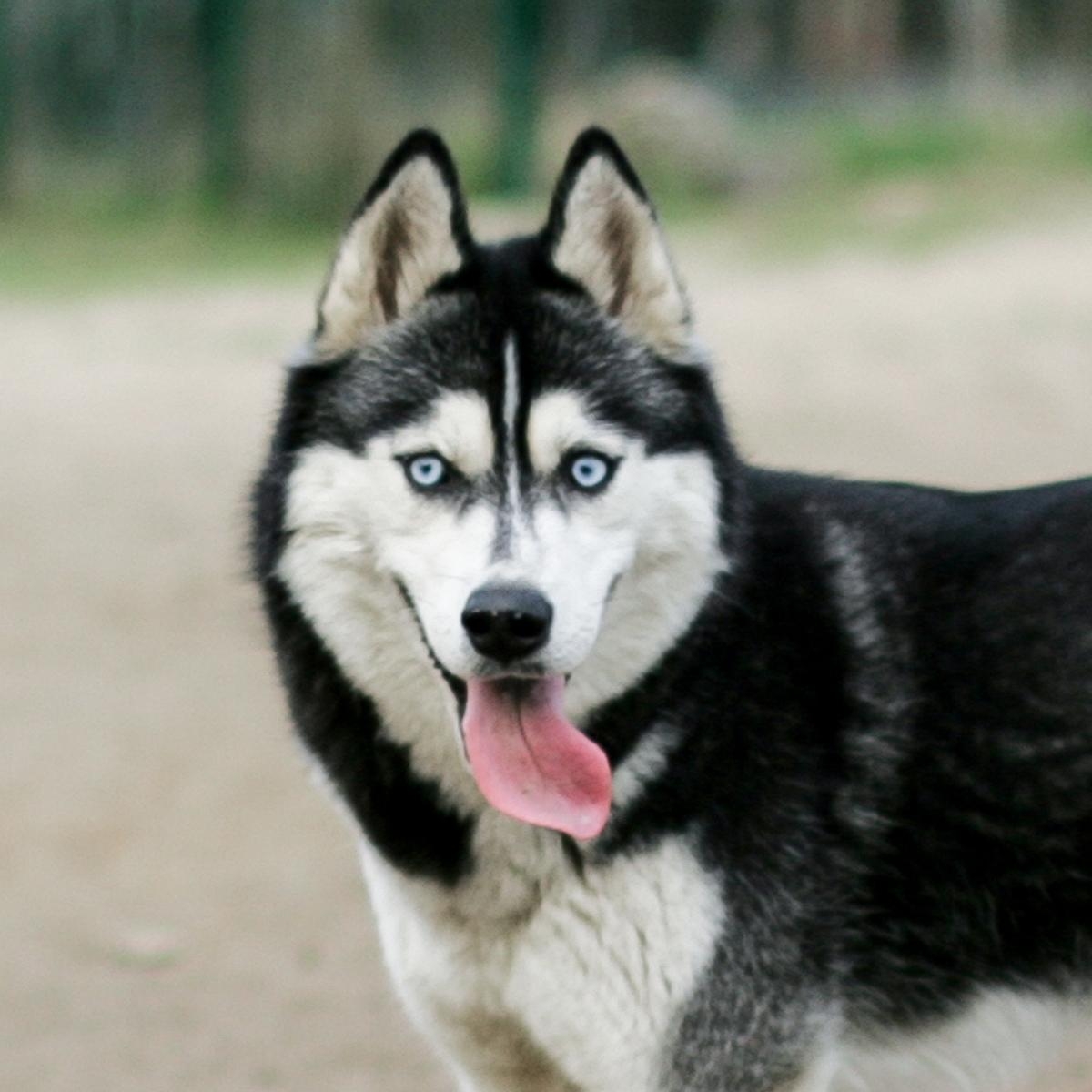 Indoor Delights: Engaging Activities to Keep Your Dog Entertained Inside