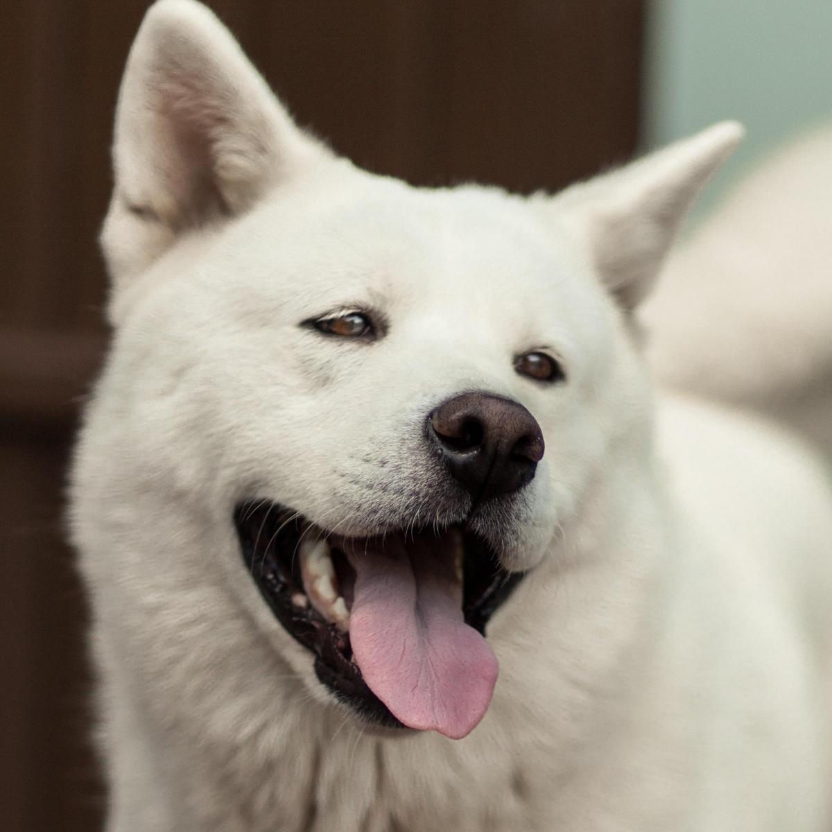 Understanding Pet Anxiety: Causes and Solutions