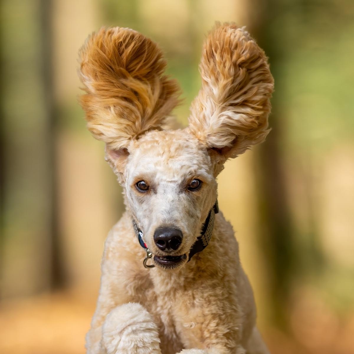 Managing Age-Related Anxiety in Senior Dogs