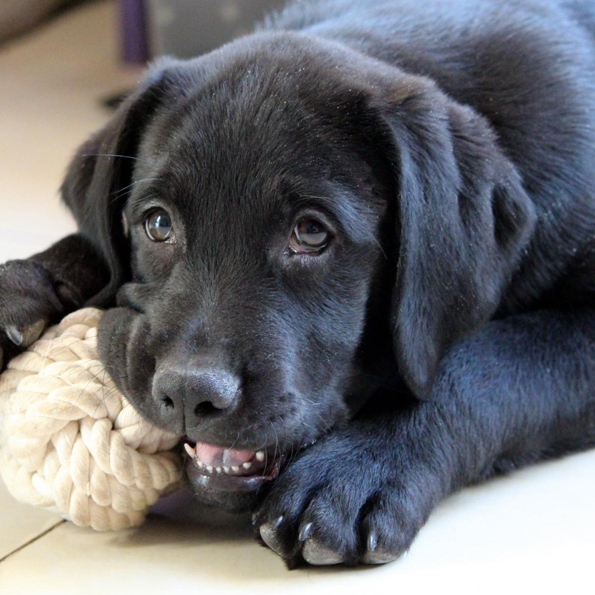 Tuning In: How Your Dog's Ears Speak Volumes