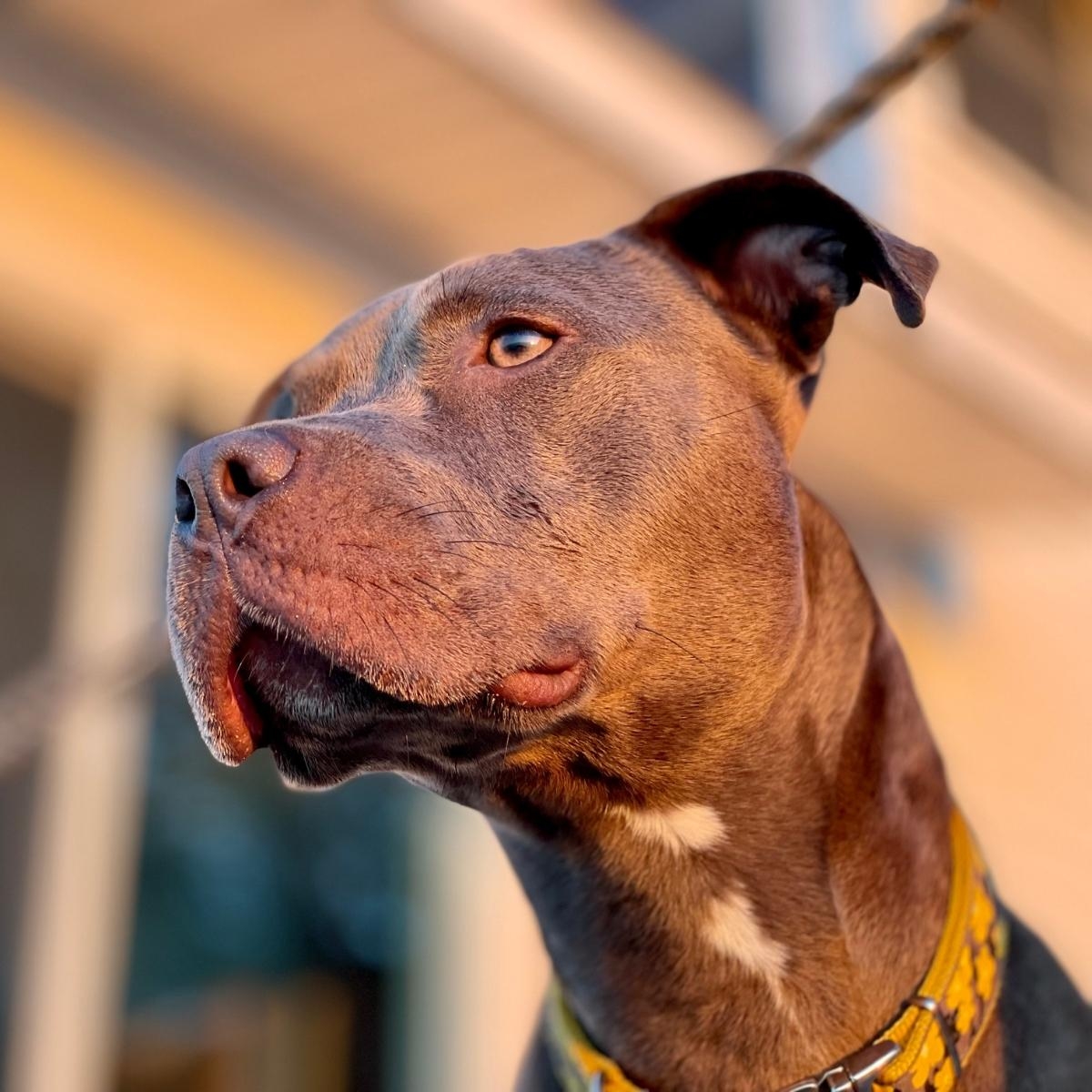 Match-Making Mutts: Finding Your Perfect Pooch