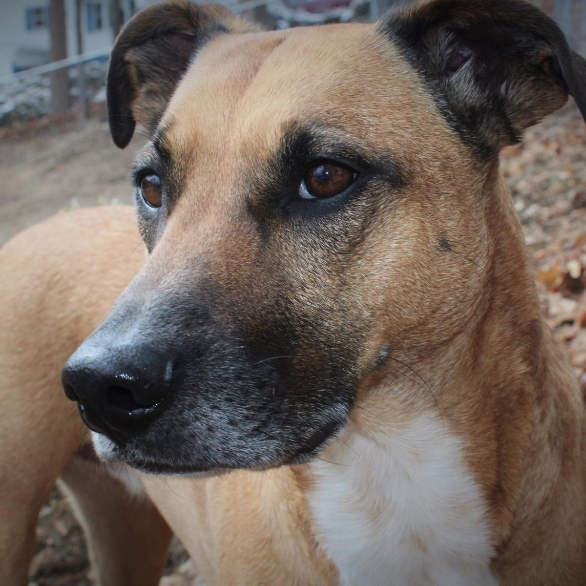 Identifying and Managing Anxiety in Dogs