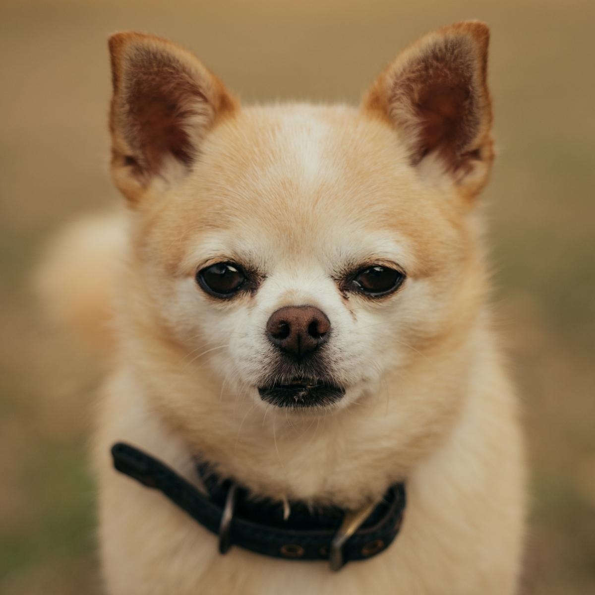 What To Know About Being A Foster Pet Parent