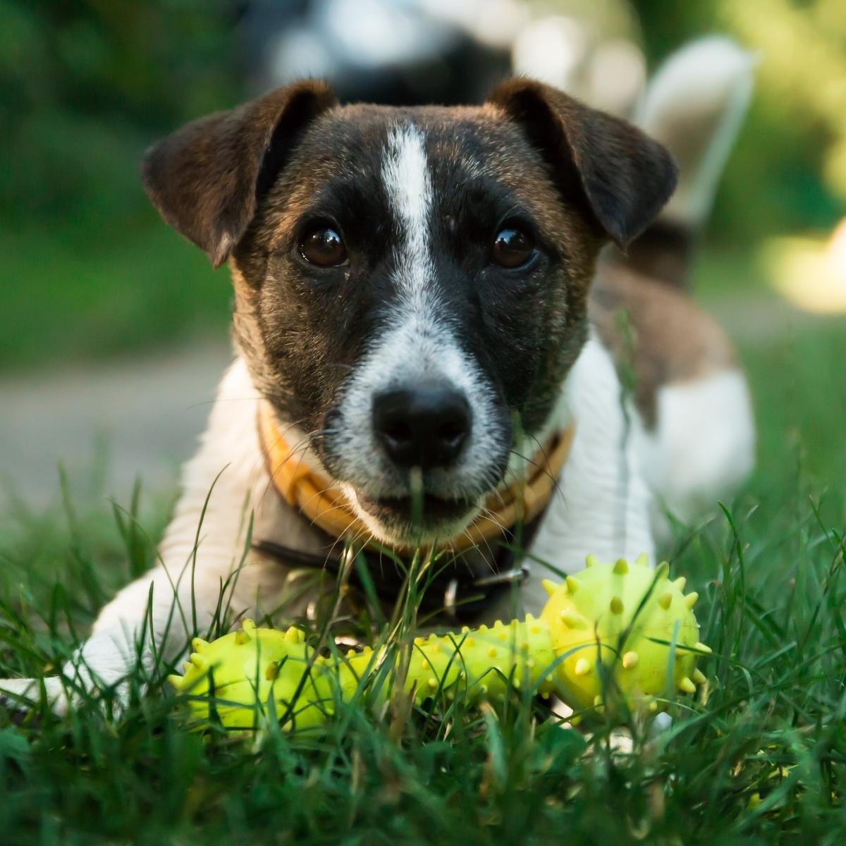 Is Your Dog's Diet Up to Par?