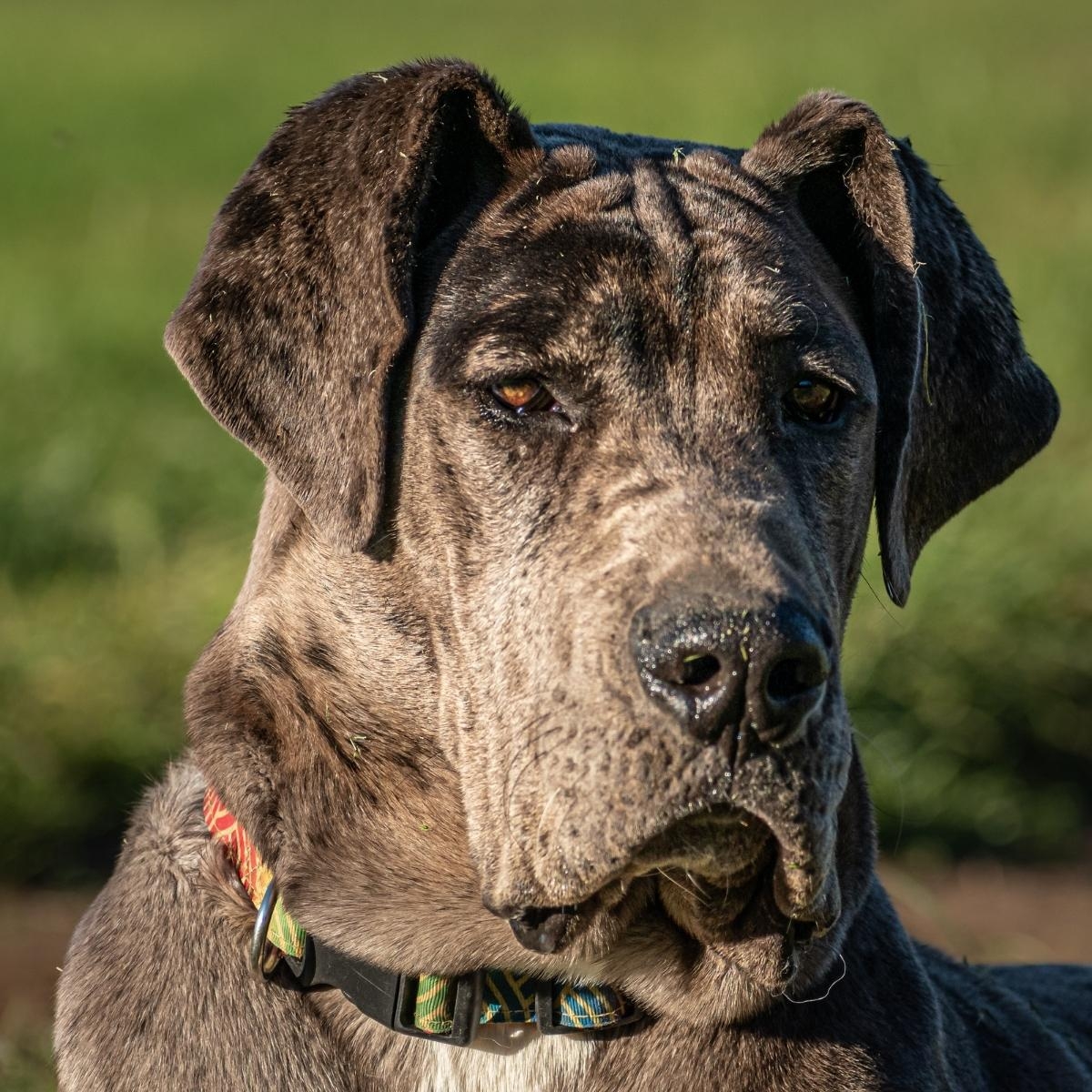 Tips for Raising A Well-Adjusted, Healthy Parrot With Flying Colors