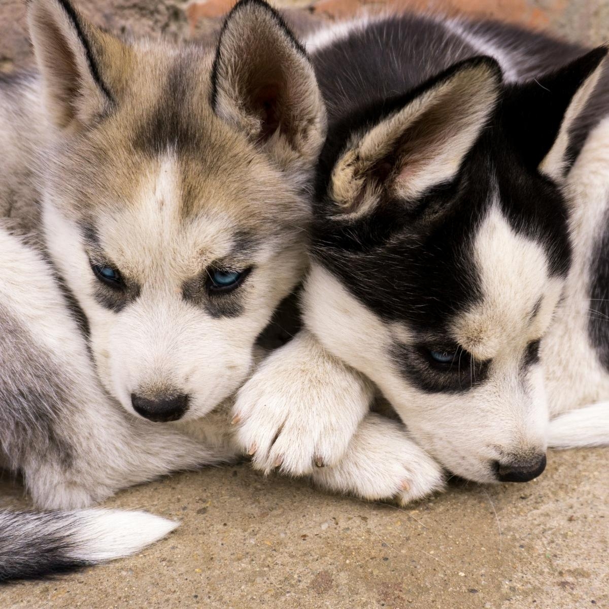 Caring for Blind Dogs: Addressing Anxiety and Enhancing Well-being