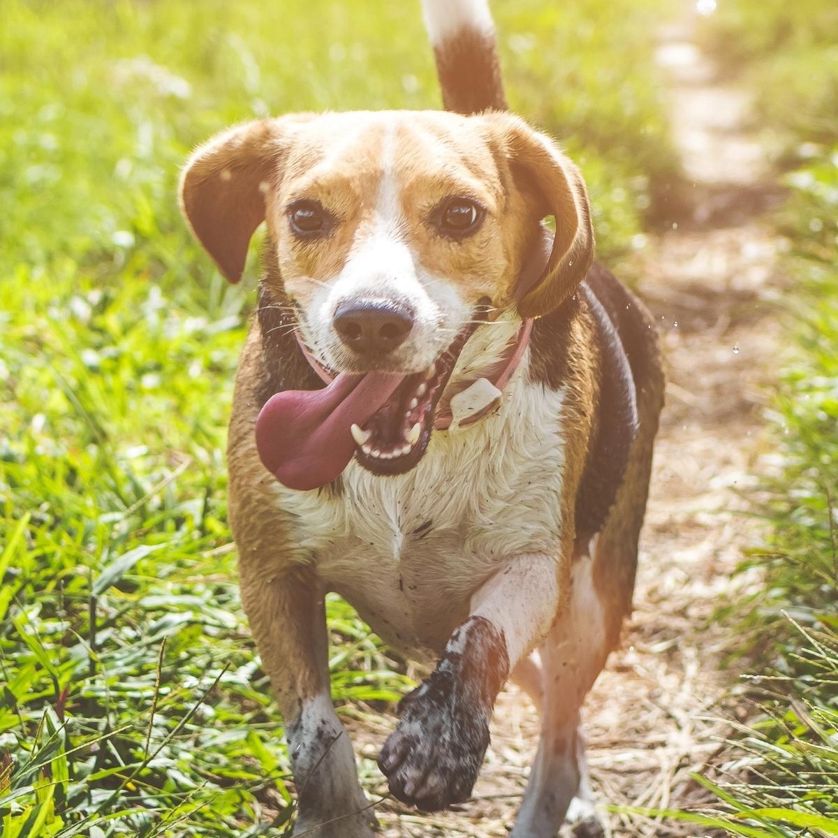 Beat the Winter Blues: Fun Indoor Games for Your Dog