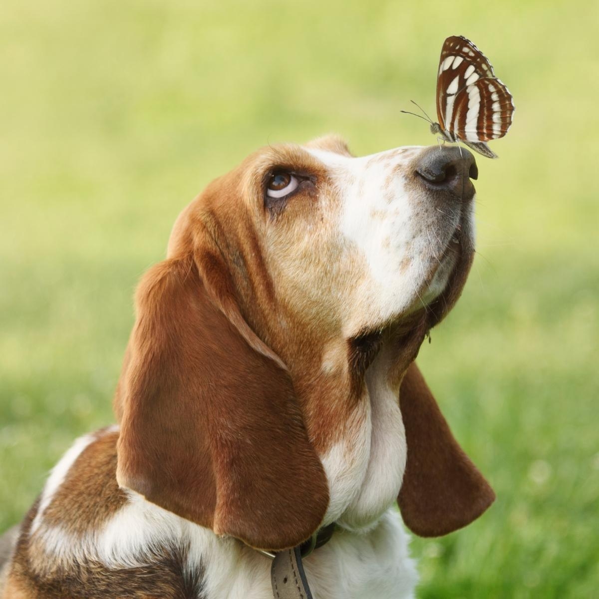 Understanding and Preventing Indoor Urination in Dogs