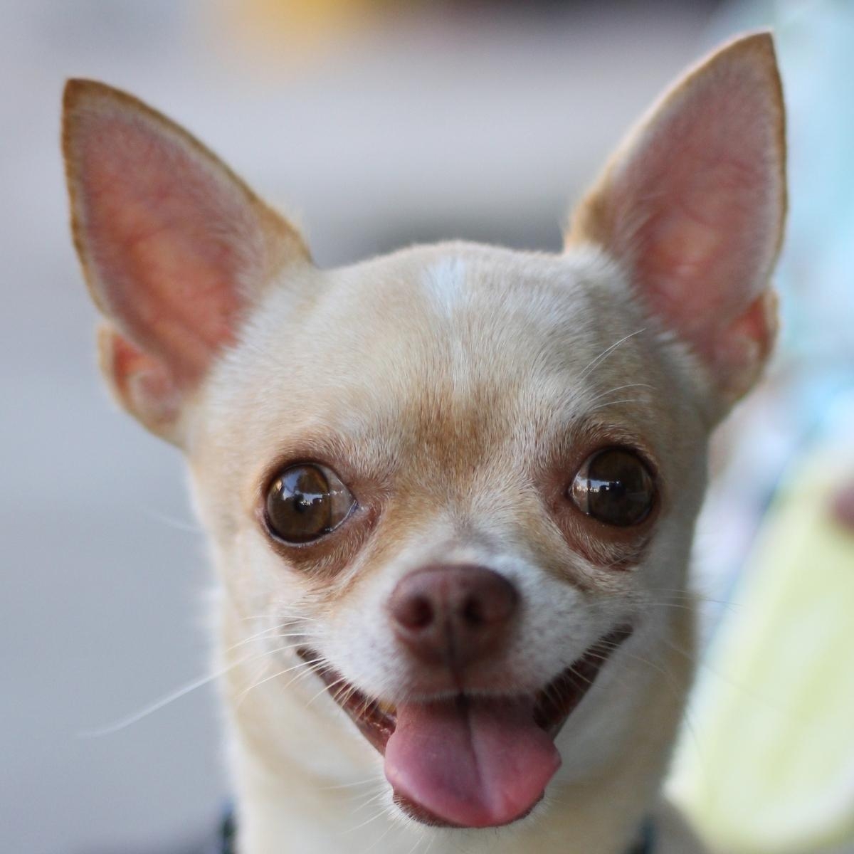 Tragic Dog Face / Hypothyroidism: What Causes It, And How to Know if Your Dog Has It