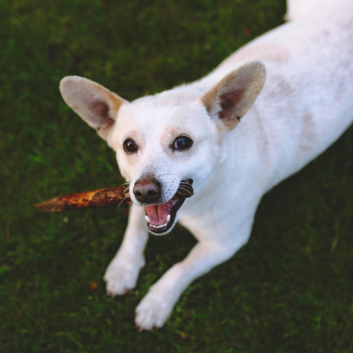 What To Know About Being A Foster Pet Parent