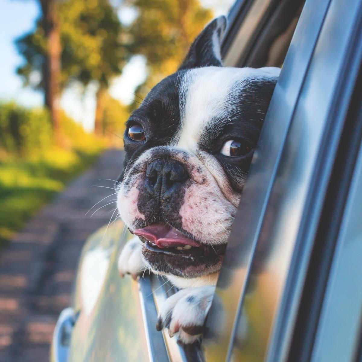 Choosing the Right Peanut Butter for Your Dog