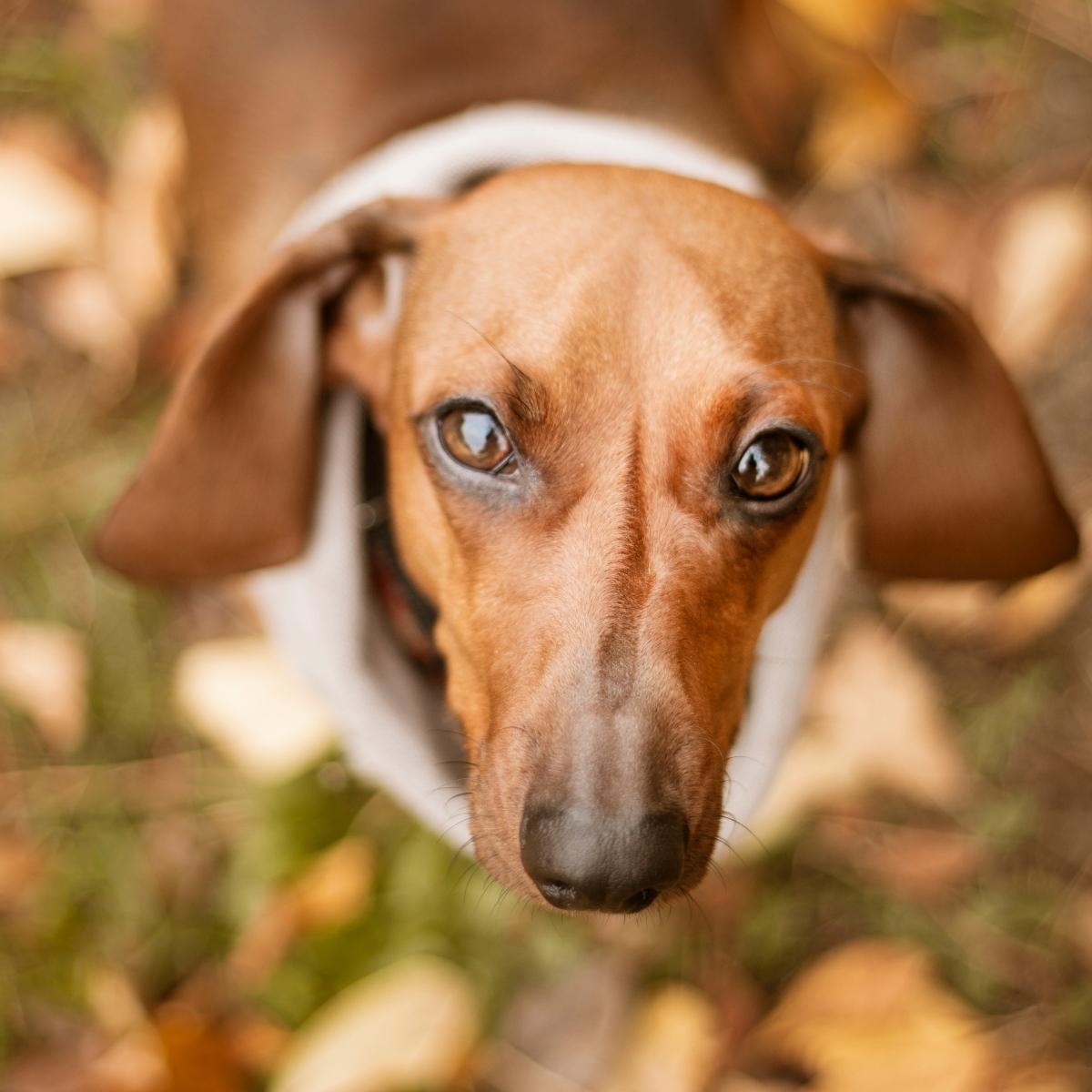 Do dogs need a probiotic or probiotic? A must-read for pet parents