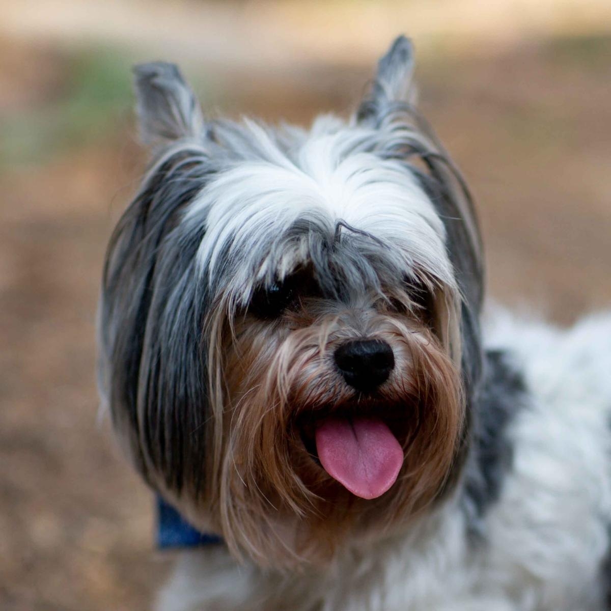 A Veterinary Oncologist Answers All Your Pet Cancer Questions