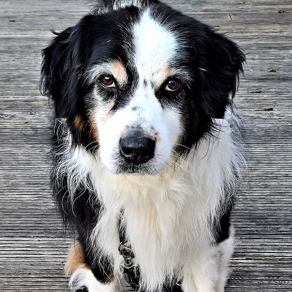 Unlocking the Secrets of Your Dog’s Behavior to Embrace Independent Exploration
